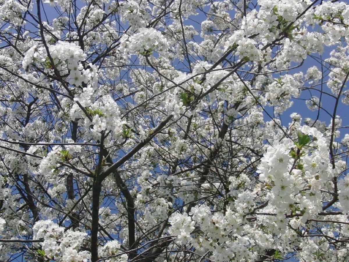 Appartamento Particolari del Brenta Oriago Di Mira Esterno foto